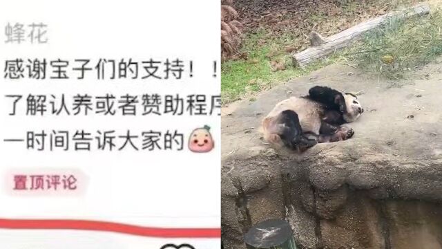 网传一公司欲认养大熊猫丫丫,成都大熊猫繁育研究基地:认养有年限区分,终身100万