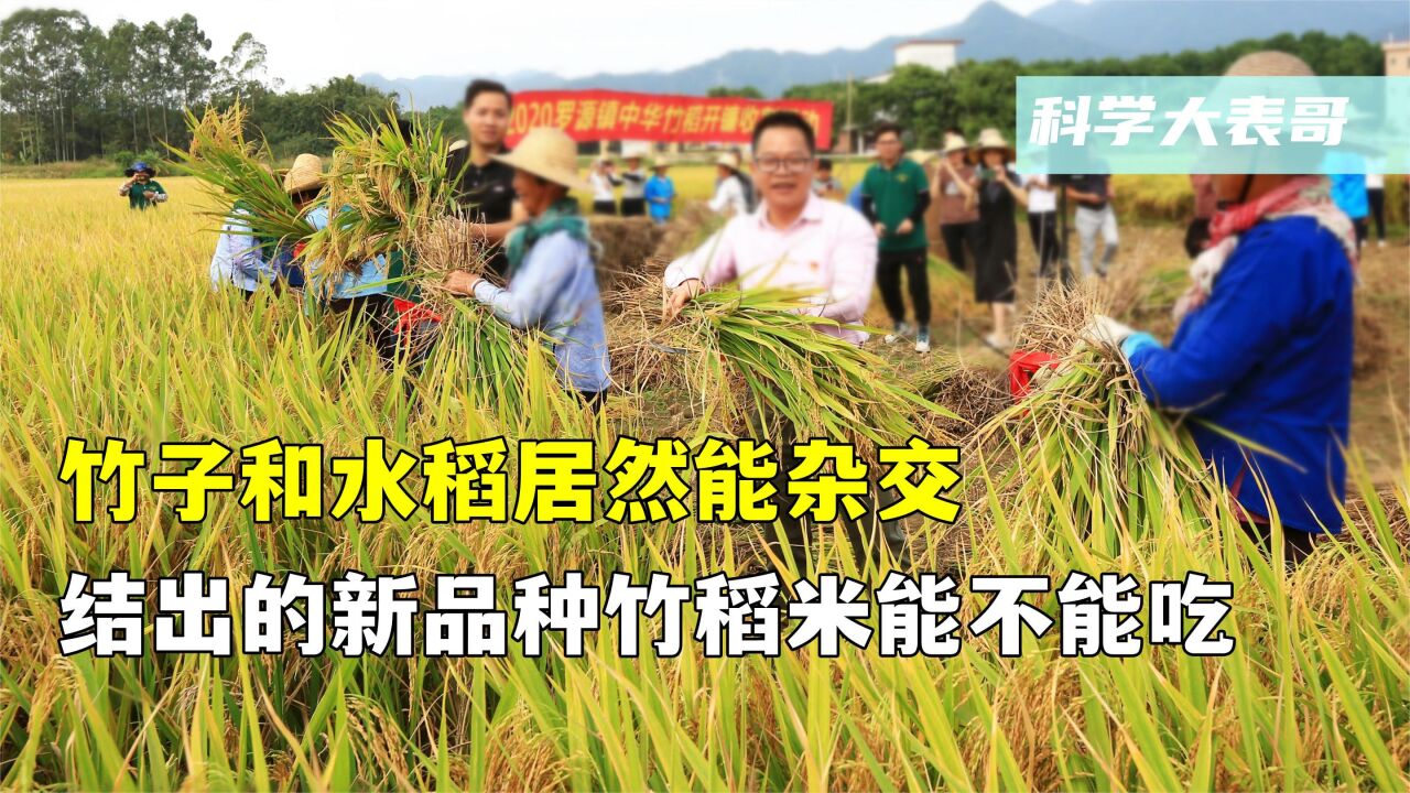 竹子和水稻居然能杂交,结出的新品种竹稻米能不能吃?怎么做到的