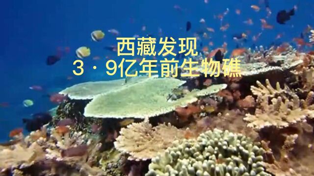 西藏发现3ⷹ亿年前生物礁