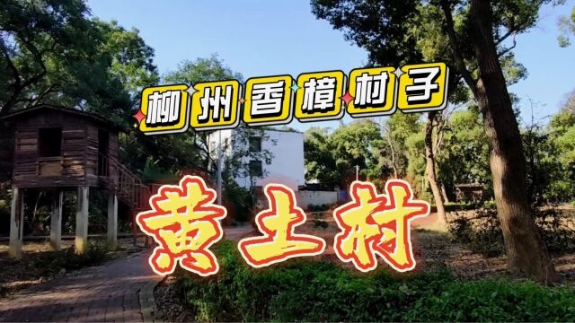 柳州有个樟树村子,柳北区长塘镇黄土村,百年香樟林已成公园