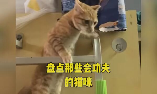 盘点那些会功夫的猫咪 #萌宠 #功夫 #猫咪