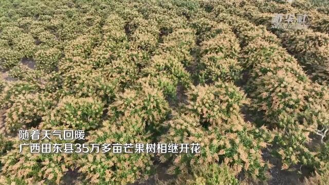 广西田东:芒果花漫山开