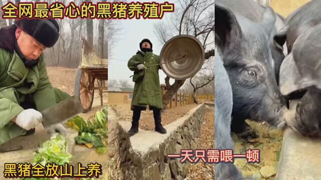 全网最省心的黑猪养殖户!黑猪全放山上养!一天只需喂一顿!