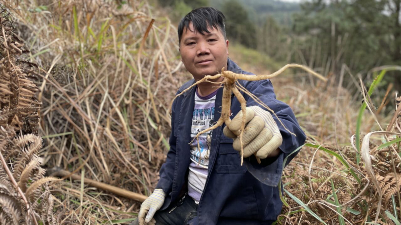 30年前我就吃过这种奶浆根了,看看你们有几个人认识它?