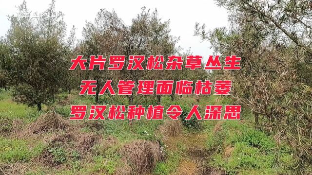 大片罗汉松杂草丛生,无人管理面临枯萎,罗汉松种植令人深思