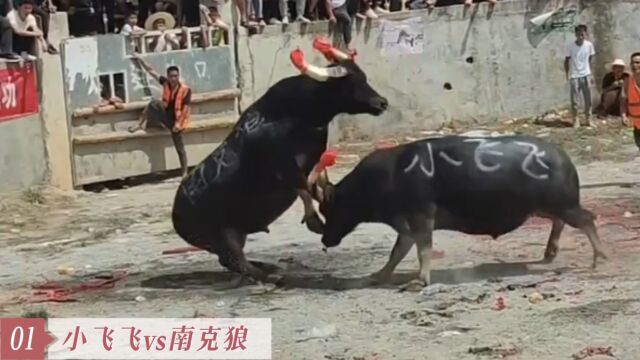 高手过招,大碰小飞飞vs神抠南克狼