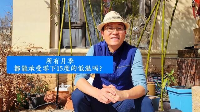 所有月季都能承受零下15度的低温吗?答案是否定的