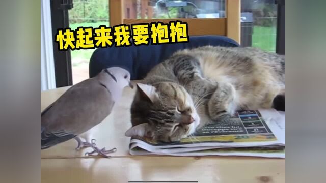 猫咪:你这斑鸠一点边界感都没有吗?