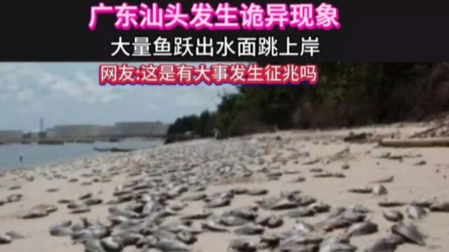 鱼跳出水面上岸