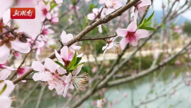 春有约,花不误!苏仙区五盖山镇山花烂漫