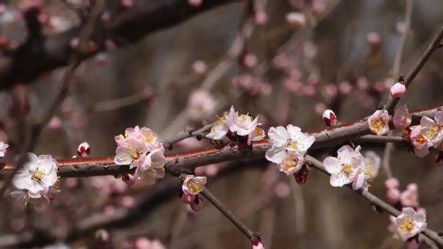 #春迎春花和同色、同科不同属的连翘花第一批向人们报告春天的来临.蜜蜂飞舞在妖娆的桃花间,采撷着浓郁的春日芬芳