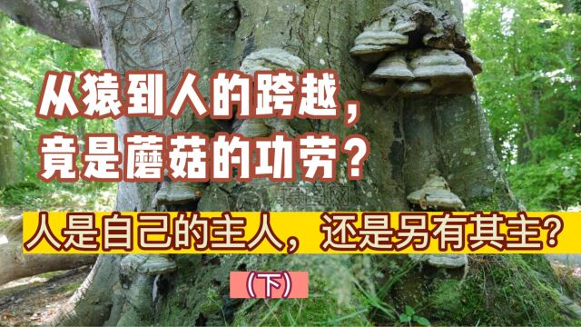 (下)大脑从猿到人,竟是蘑菇的功劳?探问僵尸蚂蚁,谁才是人类真正的主人