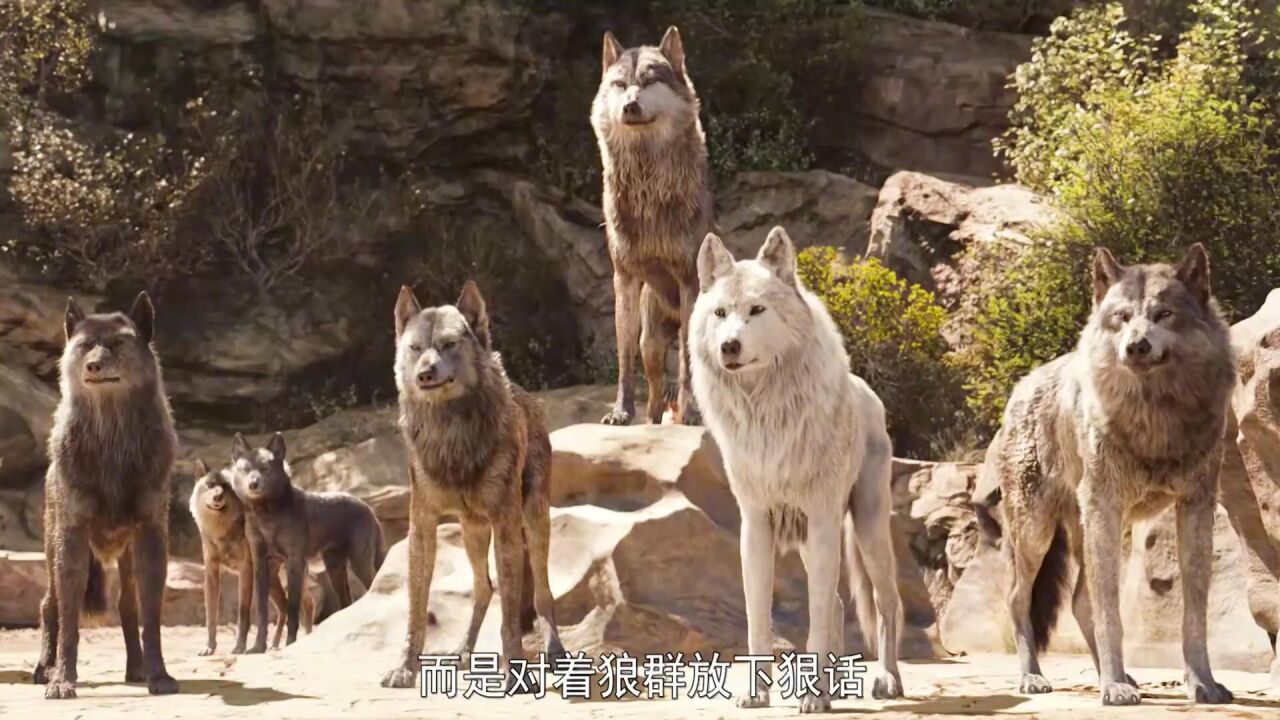 一群狼和一个小男孩的故事_高清1080P在线观看平台_腾讯视频