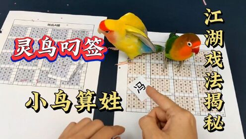 免开尊口小鸟算姓？灵鸟叼签江湖戏法揭秘，别再上当受骗，猜姓氏，数学魔术_高清1080P在线观看平台_腾讯视频