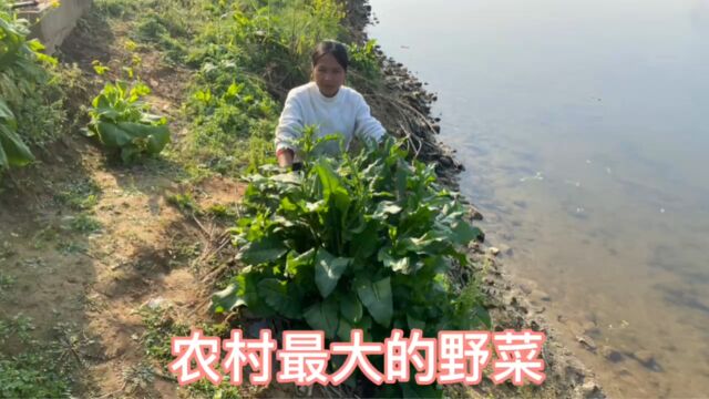 农村最大的一种野菜,根部含有黄金的植物,你的家乡有没有呢