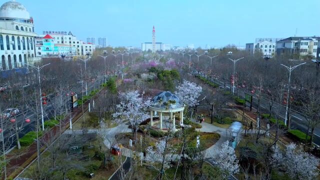 鹤壁淇滨:华夏南路春来早 又是昭君满枝头