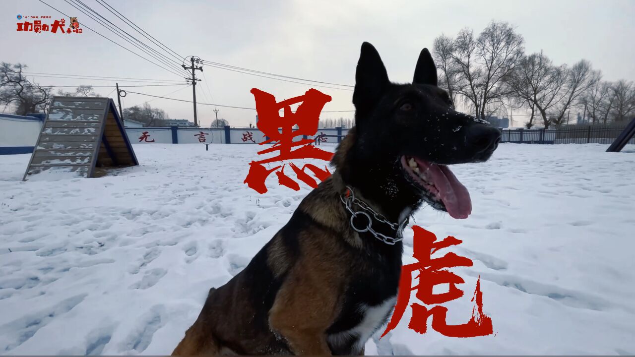 警犬黑虎图片