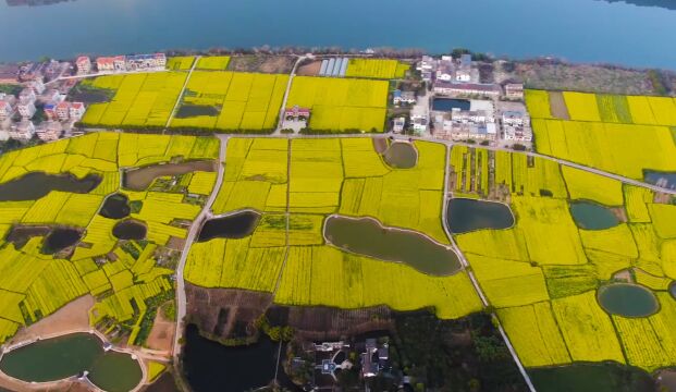 在春天与梦幻花海撞个满怀 湖南耒阳50万亩油菜花绽放在“三边三上”