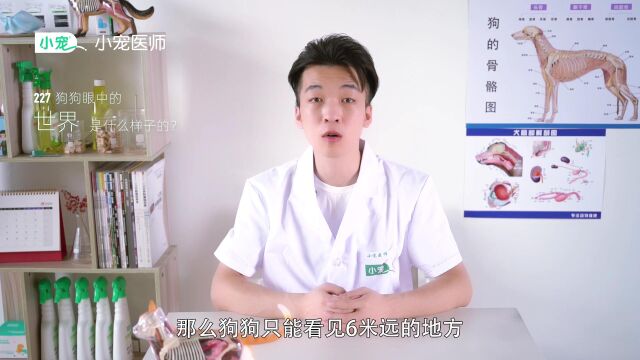 狗狗眼中的世界是什么样子的?