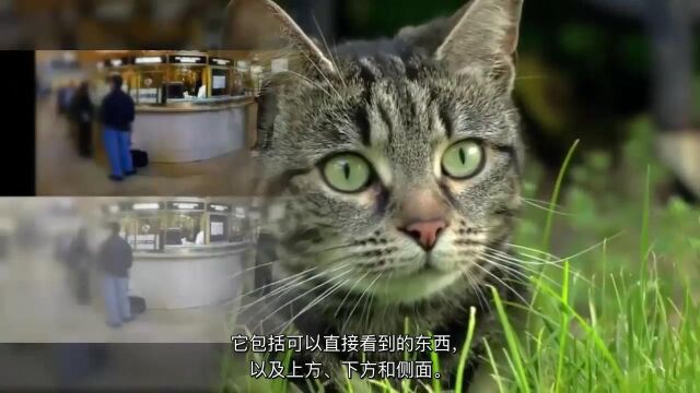 猫的眼睛和视力完全指南:猫咪眼中的世界是什么样的?