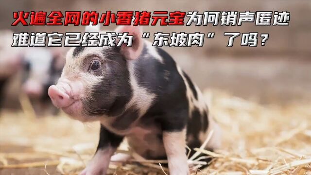 火爆全网的小香猪为何销声匿迹难道是已经成为“东坡肉”了吗? #小香猪 #宠物 #动物