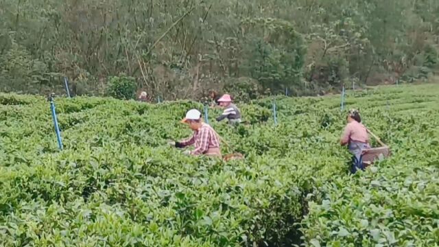 走进生态茶场,看茶农采茶,享茶山春色美景.