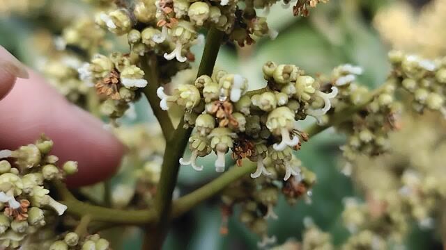 荔枝花期管理三部曲之:压花