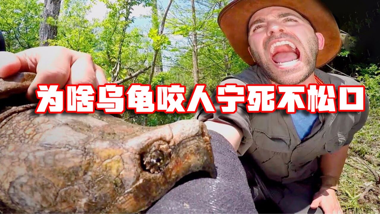 乌龟有多狠？为啥乌龟咬人后，宁死也不松口？_高清1080P在线观看平台_腾讯视频