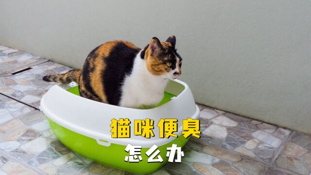 猫咪便臭怎么办