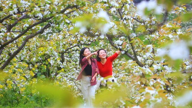 黄草山漫山梨花盛如雪