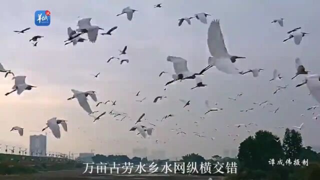 鹤鸣九皋,声闻于天!视频+多图展现江门这片壮观景象!