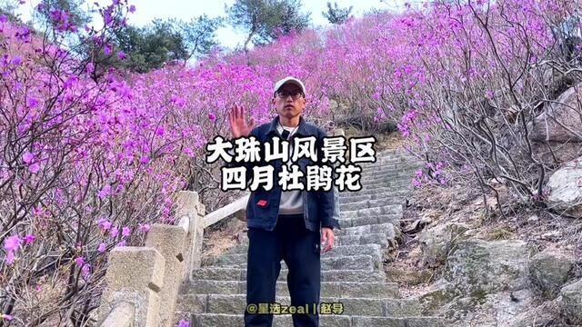 朋友们,大珠山风景区珠山秀谷丁杜鹃花开了,四月一号开始收门票了哈