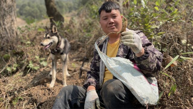 林哥在深山发现奶浆根洞,头被吃了一半,挖的根太漂亮了