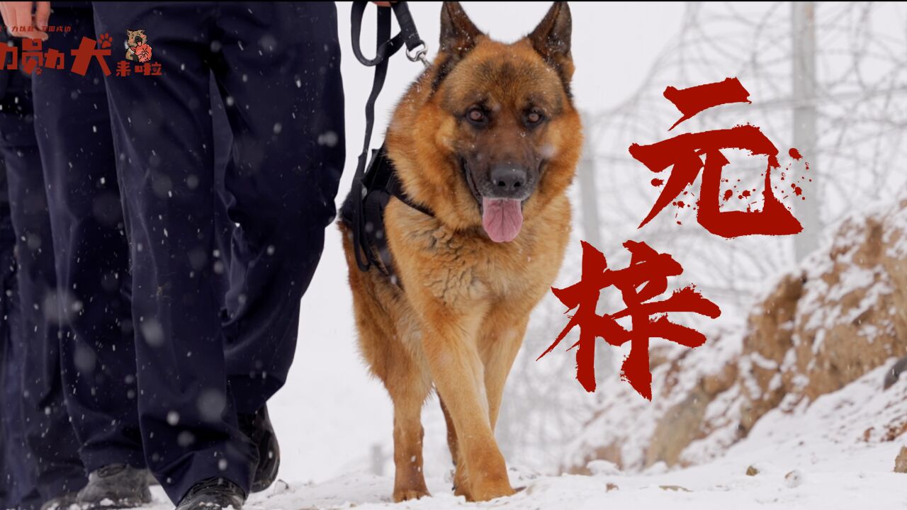 中国功勋犬图片