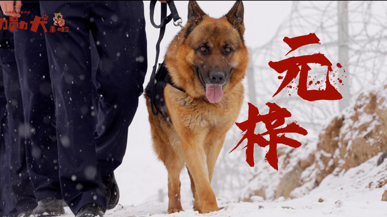 功勋犬来啦丨警犬"劳模"元梓