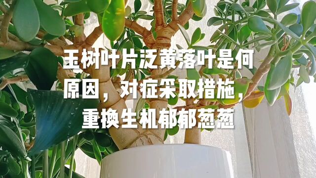 玉树叶片泛黄落叶是何原因,对症采取措施,重换生机郁郁葱葱