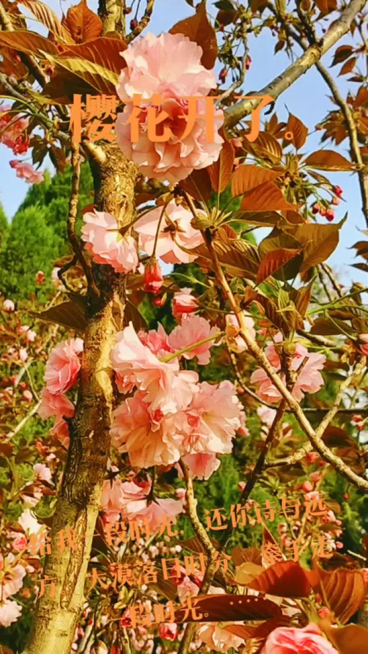 花开时节留住美好 