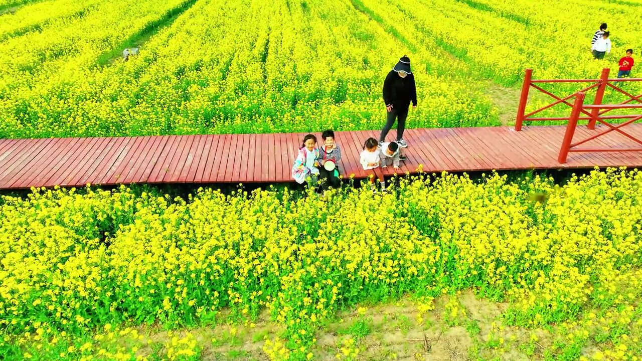 总要来衡水看一次油菜花海吧