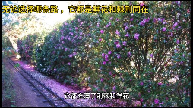 无论选择哪条路,都是鲜花和棘荆同在