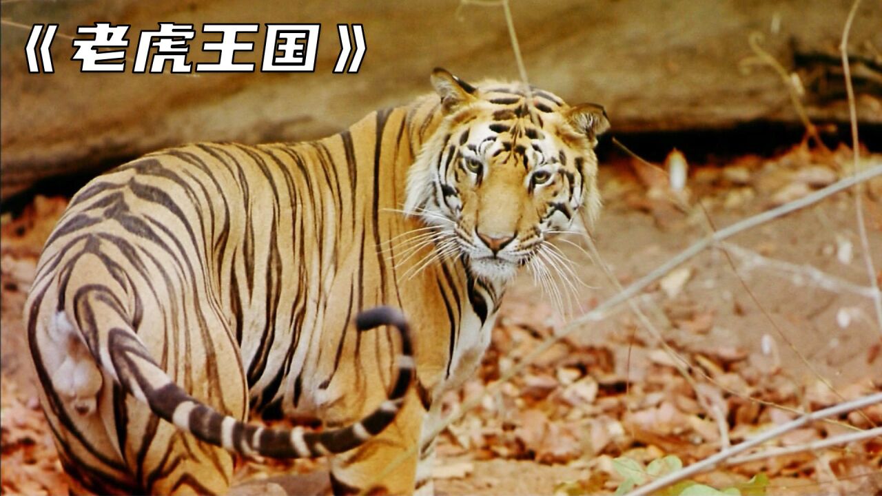 食人兽之首,憎恨人类的恐怖老虎,查姆帕瓦特的天灾.