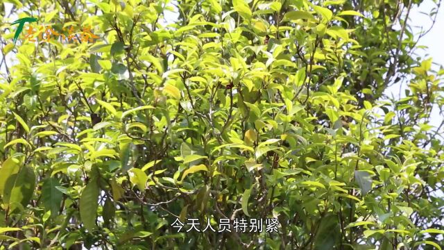 【老徐谈茶】特别节目:2023邦东古树单株开采!树龄大,回甘好!