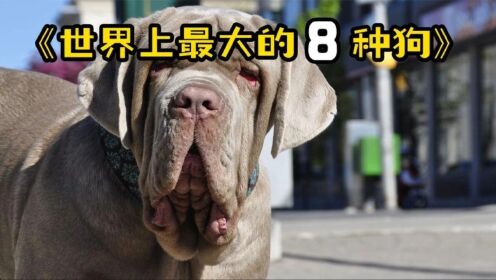 世界上最大的8种狗！你见过跟马差不多大的狗吗？_高清1080P在线观看平台_腾讯视频