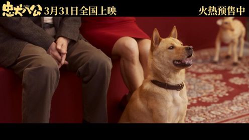 《忠犬八公》--这是一只小狗感动全球数亿人的故事