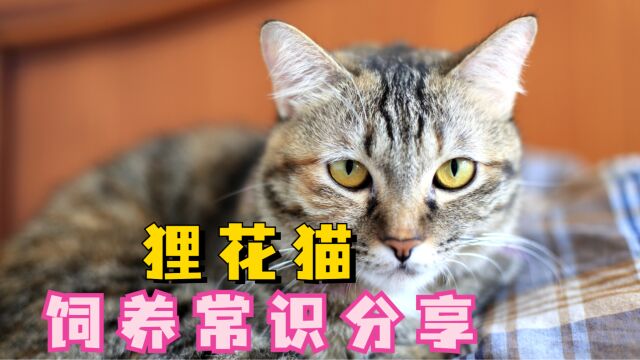 狸花猫日常应该怎么饲养?铲屎官,进!