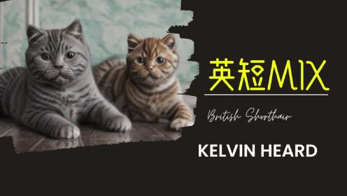 英短混血和Kelvin Heard街头混搭英格兰风萌宠猫咪