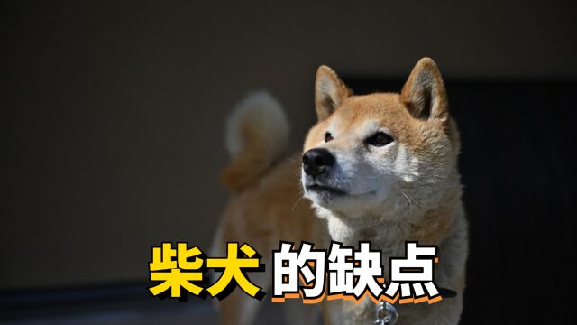 柴犬有这些缺点,能接受的话再养!