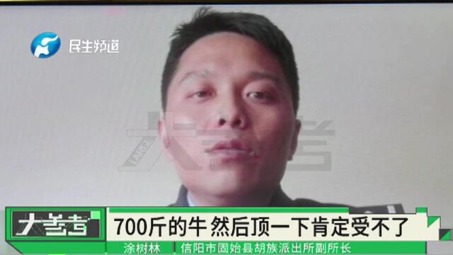 河南信阳:水牛发疯撞伤人,民警机智牵来母牛引它进牛棚