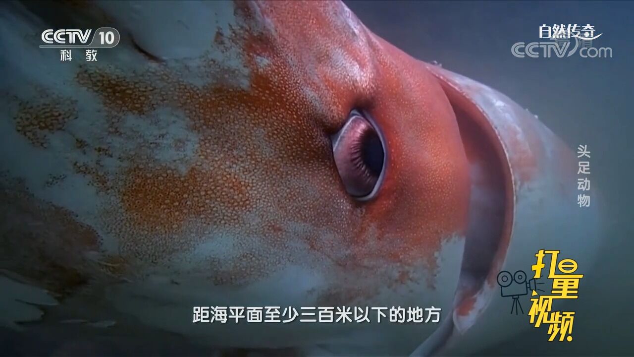 巨型海怪!实拍体型超乎想象的大王鱿鱼,感受恐怖凝视