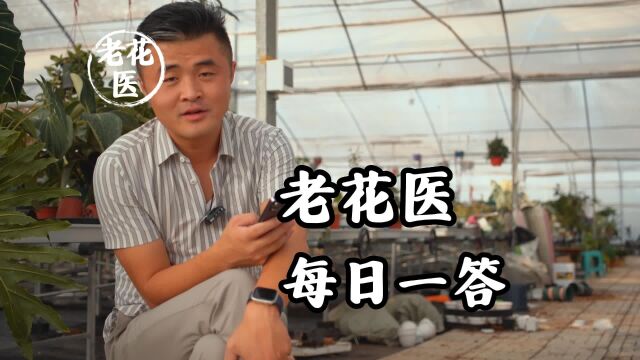 茉莉卷叶怎么回事?九里香怎么养护?