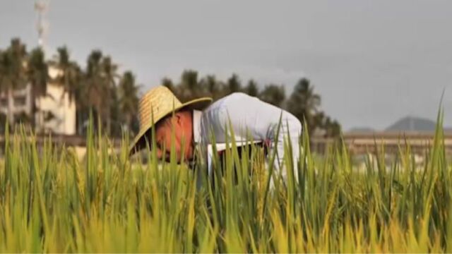 肖宁在田里摔了一跤,从事高精尖工作和想象中的不一样,没想到是在田里看资料